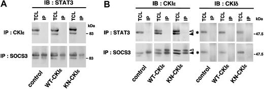 Figure 7. Association of CKIϵ with SOCS3. 32D transfectants were treated with 10 ng/mL G-CSF. After 3 hours, total cell lysates (TCLs) were immunoprecipitated (IP) with anti-CKIϵ, anti-STAT3, or anti-SOCS3 polyclonal antibodies. Each blot was probed by using anti-STAT3 (A), or anti-CKIδ or CKIϵ (B) antibodies. Black and white arrowheads indicate the position of endogenous CKIϵ and HA-tagged recombinant CKIϵ, respectively. An asterisk (*) indicates the position of endogenous CKIδ.