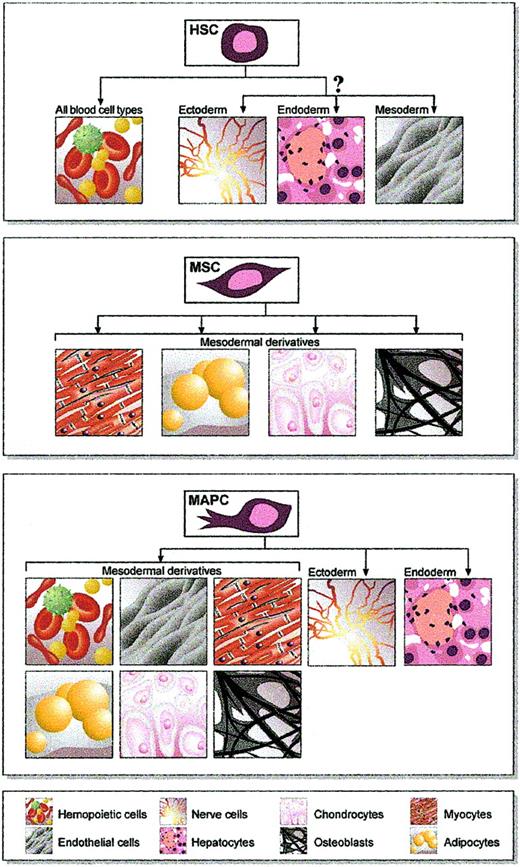 Figure 1. The alleged plasticity of adult stem cells. Hemopoietic stem cells (HSCs), which are well known for their ability to give rise to all blood cells, have now been reported to give rise to cells derived from the 3 embryonic germ layers. The question mark relates to the opposing reports related to this issue. Whereas mesenchymal stem cells (MSCs) were first shown to give rise to mesodermal derivatives only, one subtype of these adult stem cells—multipotential adult progenitor cells (MAPCs)—apparently differentiate into a wide range of cell types of all germ layers.