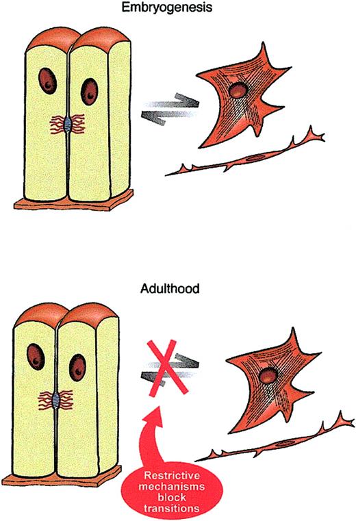 Figure 4. Whereas reversible epithelial mesenchymal transitions (arrows) are the hallmark of embryonic development, in adult mammalians they seem to be markedly restricted by mechanisms that are yet unresolved.