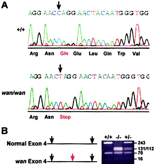 Figure 3. Premature stop codon in the wan band-3 gene. (A) Chromatogram showing the sequence of Slc4a1 encoding erythroid band-3 in control (+/+) and wan/wan genomic DNA. In wan homozygotes, a C>T transition (arrows) results in a premature stop codon at amino acid 85 within the cytoplasmic domain of band 3. (B) BfaI restriction digest of PCR-amplified products from control (+/+), homozygous (-/-), and heterozygous (+/-) mice resolved on a 2% NuSieve gel. The transition in the band-3 gene in wan creates an additional BfaI site (red arrow) that was exploited to genotype mice.