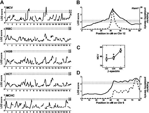 Figure 5. QTL analysis of F2 wan homozygotes. (A) Genome-wide scan of MCV, RBC count, Hgb, Hct, and MCHC. Significant QTL (minimum LOD score of 2.2, indicated by the top dashed line) were detected on Chr 6 and Chr 12 using MCV as the quantitative trait. No suggestive (LOD score of 2.0, indicated by the bottom dashed line) or significant LOD scores were obtained using RBC count, Hgb, or Hct as traits, but 2 suggestive QTL are seen for the MCHC. (B) Interval map of the Chr 12 MCV quantitative trait locus (solid line) showing the position (cM) of the markers. This quantitative trait locus was designated Hsm1. The peak LOD score for Hsm1 was obtained using a marker for the erythroid β-spectrin gene (Spnb1). The posterior probability density curve corresponding to the 95% confidence interval (bold dashed line) was computed by the method of Sen and Churchill.31 This analysis shows that the 95% confidence interval for Hsm1 is between 28 and 40 cM. (C) Allele effects of Hsm1 using the peak LOD score marker (Spnb1, β-spectrin) indicates that it acts as a dominant and lowers the MCV. C indicates CAST/Ei Spnb1 allele; H, C3H Spnb1 allele. *P < .01. Error bars indicate standard error. (D) Interval map of the Chr 6 MCV quantitative trait locus reveals multiple shoulder peaks, indicating that several QTL are likely present in the interval. The 95% confidence interval is between 40 and 80 cM. The peak LOD score was obtained with D6Mit15.