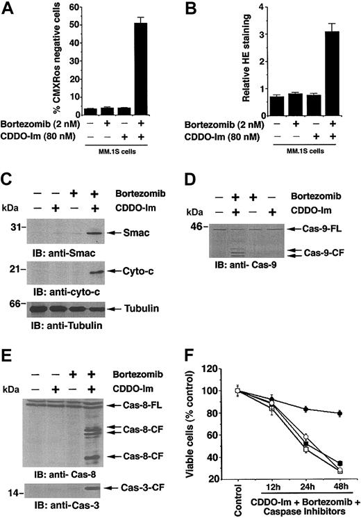 Figure 6. CDDO-Im + bortezomib alters mitochondrial membrane potential (ΔΨm), generation of superoxide (O2-), release of mitochondrial proteins cytochrome c and Smac, and activation of caspases. (A) MM.1S cells were treated with CDDO-Im (80 nM), bortezomib (2 nM), or CDDO-Im + bortezomib for 12 hours; incubated with CMXRos for the last 20 minutes; and analyzed by flow cytometry to assay for alterations in ΔΨm. Increase in the number of CMXRos-negative cells indicates loss in ΔΨm. Results are mean ± SD of 3 independent experiments (P < .003). (B) MM.1S cells were treated with CDDO-Im (80 nM), bortezomib (2 nM), or CDDO-Im + bortezomib for 12 hours; harvested; stained with membrane-permeable dye dihydroethidium (HE) for the last 15 minutes; and analyzed by flow cytometry. Results are mean ± SD of 3 independent experiments (P < .005). Superoxide anions oxidize HE to fluorescent ethidium, permitting analysis by flow cytometry. (C) MM.1S cells were treated with CDDO-Im (80 nM), bortezomib (2 nM), or CDDO-Im + bortezomib for 24 hours and harvested; cytosolic proteins were separated by 12.5% SDS-PAGE and analyzed by immunoblotting with anti-Smac (top blot) or anti–cyto-c (middle blot) Abs. As a control for equal loading of proteins, filters were also reprobed with antitubulin Ab (bottom blot). Densitometric analysis of the immunoblot demonstrated that CDDO-Im + bortezomib induces a 6- to 7-fold increase in cytosolic cyto-c and Smac levels compared with untreated cells. Blots are representative of 3 independent experiments. (D) MM.1S cells were treated with CDDO-Im (80 nM), bortezomib (2 nM), or CDDO-Im + bortezomib for 24 hours and harvested; cytosolic proteins were separated by 12.5% SDS-PAGE and analyzed by immunoblotting with anticaspase-9 Abs. Blots are representative of 3 independent experiments. FL indicates full length, and CF denotes cleaved fragment. (E) MM.1S cells were treated with CDDO-Im (80 nM), bortezomib (2 nM), or CDDO-Im + bortezomib for 24 hours; cytosolic proteins were separated by 12.5% SDS-PAGE and analyzed by immunoblotting with anticaspase-8 and anticaspase-3 Abs. Blots are representative of 3 independent experiments. (F) MM.1S cells were treated with CDDO-Im + bortezomib alone (□) or in the presence of caspase-8 inhibitor (○), caspase-9 inhibitor (▪), or pancaspase inhibitor () for 24 hours and harvested and assessed for viability using MTT assays. Results are mean ± SD of 3 independent experiments (P < .005).