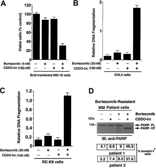 Figure 7. CDDO-Im + bortezomib triggers apoptosis in bortezomib-resistant cancer cells. (A) CDDO-Im and bortezomib decrease survival in Bcl2-overexpressing MM.1S cells. MM.1S cells were stably transfected with Bcl2 construct; treated with CDDO-Im, bortezomib, or CDDO-Im + bortezomib for 24 hours; and assessed for viability using MTT assays. Results are mean ± SD of 4 independent experiments (P < .004). (B) CDDO-Im and bortezomib induce apoptosis in SUDHL4 (DHL4) lymphoma cells expressing high levels of heat shock protein-27 (Hsp27). DHL4 cells were treated with CDDO-Im, bortezomib, or CDDO-Im + bortezomib for 24 hours and assessed for apoptosis by DNA fragmentation assays. Results are mean ± SD of 4 independent experiments (P < .005). (C) CDDO-Im and bortezomib induce apoptosis in RC-K8 lymphoma cells with genetically inactivated IκB-α protein and high intrinsic activation of NF-κB. RC-K8 cells were treated with CDDO-Im, bortezomib, or CDDO-Im + bortezomib for 24 hours and assessed for apoptosis by DNA fragmentation assays. Results are mean ± SD of 4 independent experiments (P < .005). (D) CDDO-Im + bortezomib induces apoptosis in bortezomib-resistant patient MM cells. CD138+ cells were freshly isolated from an MM patient (patient no. 1) refractory to bortezomib; treated with CDDO-Im, bortezomib, or CDDO-Im + bortezomib for 24 hours; and cytosolic proteins separated by 12.5% SDS-PAGE and analyzed for apoptosis by immunoblotting with anti-PARP Abs (top panel). Blots are representative of 3 independent experiments. FL indicates full length, and CF denotes cleaved fragment. Apoptosis was also assessed by annexin V staining in CDDO-Im + bortezomib-treated MM cells from patient no. 1 (middle panel) and patient no. 2 (bottom panel). Percent positive annexin V cells shown are mean ± SD of triplicate samples.