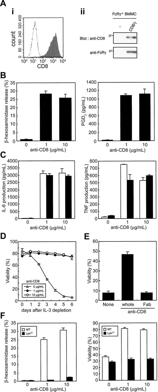 Figure 1. CD8/γ-induced degranulation, cytokine production, and survival in FcRγ-deficient BMMCs. (A) Establishment of FcRγ-deficient BMMCs expressing CD8/γ. Bone marrow cells were infected with CD8/γ and cultured as described in “Materials and methods.” (i) BMMCs were stained with FITC-labeled anti-CD8 and analyzed by FACSCalibur (gray shaded histogram). The open histogram indicates uninfected control cells. (ii) Total cell lysates were blotted with polyclonal anti-CD8 (top) and anti-FcRγ (bottom). (B) Degranulation and prostaglandin synthesis upon CD8/γ cross-linking. FcRγ-deficient BMMCs expressing the CD8/γ chimera were stimulated with indicated amount of soluble anti-CD8 for 30 minutes, and β-hex release (left) and PGD2 production (right) were measured. (C) Cytokine production upon CD8/γ cross-linking. Cells were stimulated as described for panel B for 4 hours (□) and 24 hours (▪). Production of IL-6 (left) and TNF (right) was determined by ELISA. (D) Survival induction upon CD8/γ cross-linking. Cells were stimulated with the indicated amount of anti-CD8 in the absence of IL-3. Viability was assessed by propidium iodide (PI) staining. (E) Comparison of divalent versus monovalent anti-CD8 on survival induction. CD8/γ-expressing cells were left untreated or treated with 3 μg/mL whole anti-CD8 or anti-CD8 Fab in the absence of IL-3. After 4 days of treatment, viability was determined as described. (F) Degranulation and survival in Lyn-deficient BMMCs expressing CD8/γ. WT BMMCs or Lyn-deficient BMMCs expressing CD8/γ were established as described in “Materials and Methods.” β-hex release (left) and survival after IL-3 depletion for 4 days (right) were determined. Data were means ± SDs of triplicate assays.