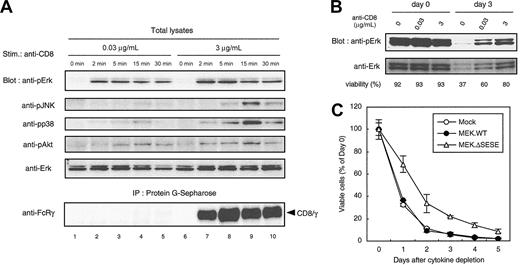 Figure 3. Sustained Erk activation in survival-inducing condition. (A) Phosphorylation of MAPKs upon anti-CD8 stimulation. FcRγ-deficient BMMCs expressing CD8/γ were incubated without IL-3 for 2 hours at 37°C followed by treatment with 0.03 μg/mL or 3 μg/mL anti-CD8 for the indicated periods. Total cell lysates were blotted with Abs for phosho-Erk (anti-pErk), phospho-JNK (anti-pJNK), phosho-p38 (anti-pp38), phosho-Akt (anti-pAkt), and Erk (Erk). Lysates were also precipitated with protein G–Sepharose, and the amount of anti-CD8–bound CD8/γ was determined by immunoblot with anti–FcRγ (bottom panel). (B) Erk activation is sustained for days. A total of 2 × 105 CD8/γ-bearing BMMCs were cultured in the presence of the indicated amounts of anti-CD8. Cells were harvested at day 0 (immediately after IL-3 depletion) and day 3. Total lysates were blotted with anti-pErk and anti-Erk Abs. Viability of each cell is shown below. (C) Effect of active MEK on BMMC survival. Mature BMMCs from normal B6 mice were infected with pMX-IRES-GFP vector alone (Mock; ○), wild-type MEK (MEK.WT; •), or constitutive active MEK (MEK.ΔSESE; ▵) with 100 ng/mL stem cell factor (SCF) and 10 ng/mL IL-3. Forty-eight hours after infection, cells were cultured in cytokine-free medium for 5 days. Viable GFP-positive cells were determined by flow cytometry and expressed as percentage of day 0. Data were means ± SDs of triplicate assays. Similar results were obtained from 5 independent experiments.
