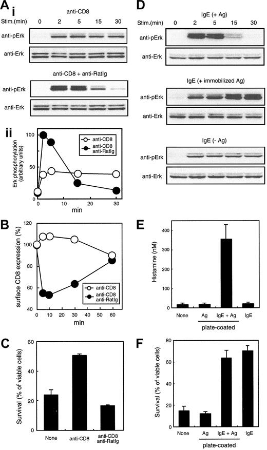 Figure 4. Prolonged but not weak signals induced survival. (A) Kinetics of Erk phosphorylation after secondary cross-linking of CD8/γ. (i) FcRγ-deficient BMMCs expressing CD8/γ were cultured in the absence of IL-3 for 2 hours and stimulated with 3 μg/mL anti-CD8 or anti-CD8 plus goat antirat Ig for the indicated times. Total cell lysates were blotted with anti-phospho-Erk (upper panels) or anti-Erk (lower panels) to verify equal loading of proteins. (ii) The intensity of each band was quantified using LAS-1000 (Fuji, Tokyo, Japan) and expressed as arbitrary units. (B) Down-regulation of surface CD8/γ by secondary cross-linking. Cells were treated with anti-CD8 only or anti-CD8 plus goat antirat Ig Abs as described for panel A. At the indicated times, CD8/γ surface expression was assessed as described in “Materials and methods.” (C) Survival of CD8/γ-bearing BMMCs by secondary cross-linking. Cells were treated with anti-CD8 only or anti-CD8 plus anti–rat Ig Abs. Cell viability was determined similarly to Figure 1D. (D) Kinetics of Erk phosphorylation after stimulation with immobilized IgE(+Ag) in normal BMMCs. IL-3–starved FcRγ+/+ BMMCs were stimulated either with 30 ng/mL DNP-HSA after one hour of sensitization (IgE(+Ag)), with plate-coated IgE(+Ag) as indicated in “Materials and methods” (immobilized IgE(+Ag)), or with 10 μg/mL soluble IgE (IgE(-Ag)). Erk phoshphorylation was determined similarly to panel A. (E-F) Degranulation and survival of normal BMMCs. BMMCs were stimulated with plate-coated Ag, plate-coated IgE(+Ag), or IgE similarly to panel D. After 4 days, histamine concentration in culture supernatant (E) and cell viability (F) were determined by ELISA and FACSCalibur, respectively. Data were means ± SDs of triplicate assays.
