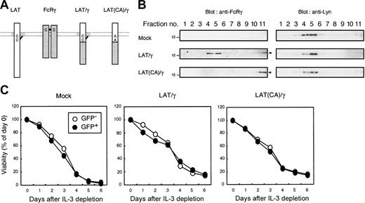 Figure 6. Constitutive raft localization is not sufficient for BMMC survival. (A) Schematic representation of LAT/γ and LAT(CA)/γ chimera. (B) Subcellular localization of LAT/γ. FcRγ-deficient BMMCs expressing pMX-IRES-GFP vector only (Mock), LAT/γ, or LAT(CA)/γ were subjected to density gradient centrifugation as previously described. Each fraction was blotted with anti-FcRγ (left) and anti-Lyn (right) as a control. (C) Cell survival after IL-3 depletion. pMX-IRES-GFP (Mock)–, LAT/γ-, and LAT(CA)/γ-infected bulk BMMCs were cultured in the absence of IL-3, and the percentage of viable cells at the indicated days was examined. The percentages of bicistronic GFP-positive population were around 30% in each line. Data were expressed as the percentage of viable cell numbers at day 0 for the GFP-negative (uninfected internal control) and GFP-positive (infected) gated population.