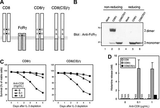 Figure 1. Monomeric CD8/γ failed to induce degranulation but not survival upon anti-CD8 treatment. (A) Schematic representation of CD8/γ and CD8(CS)/γ. (B) Lack of dimer formation in CD8(CS)/γ. The 2B4 T-cell hybridomas were infected with vector alone (Mock), CD8/γ, or CD8(CS)/γ. Cells were lysed and analyzed by SDS-PAGE in the presence (reducing) and absence (nonreducing) of 2.5 μM 2-mercaptoethanol in the sample buffer. The membrane was blotted with anti-FcRγ. (C) Cell survival after IL-3 depletion. BMMCs expressing truncated CD8 (CD8), CD8/γ, and CD8(CS)/γ were sorted and cultured in the presence of different concentrations of anti-CD8 after IL-3 depletion. Percentage of viable cells at the indicated days is shown. (D) Histamine release upon anti-CD8 stimulation. Each cell line was stimulated using the same conditions as for panel C for 30 minutes. Histamine release into the culture supernatant was determined by ELISA. N.D. indicates not detected. Data were means ± SDs of triplicate assays.