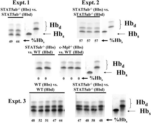 Figure 3. Competitive repopulation of congenic STAT5ab-/- mouse strains against each other. To generate mice that could be use for a direct head-to-head competitive repopulation assay against c-Mpl-/- BM cells, a congenic strain of the STAT5ab-/- mouse was first generated. The C57BL/6 background STAT5ab-/- mouse was crossed onto the HW80 congenic background. To determine whether the long-term repopulating HSC phenotype of the HW80 background mouse was the same as the original C57BL/6 background, head-to-head competitive repopulation experiments were set up by mixing 1:1 donor BM cells from each mouse strain. Shown are the results of 3 separate experiments in which mice were bled 16, 11, and 16 weeks, respectively, following transplantation and packed red blood cells were analyzed by hemoglobin electrophoresis for the relative contribution of Hbd and Hbs. Control samples were run with each experiment to demonstrate the typical bands for Hbd and Hbs. For experiment 2, competitions were also set up between STAT5ab-/- or c-Mpl-/- BM (Hbs) and wild-type BM (Hbd). For experiment 3 wild-type BM grafts (2) on either strain also were competed against each other. Each experiment was initiated from 1 to 2 donor mice and all recipient mice are shown. The %Hbs for each individual mouse is shown below each lane.