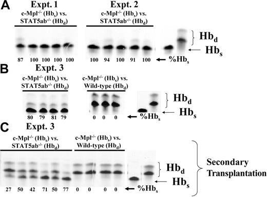 Figure 4. Direct head-to-head competitive repopulation of STAT5ab-/- and c-Mpl-/- BM grafts. (A) Because each STAT5ab-/- BM graft was equally competitive as shown in Figure 3, the HW80 background STAT5ab-/- BM graft was competed 1:1 with c-Mpl-/- BM in 3 separate competitive repopulation experiments. The results of 3 experiments are shown, with each experiment being initiated by using bone marrow cells from one donor STAT5ab-/- and one donor c-Mpl-/- mouse. Mice received transplants and were analyzed 13, 12, and 12 weeks later, respectively, for the relative contribution of Hbd and Hbs in circulating peripheral red blood cells. (B) Experiment 3 also included a second competitive repopulation of c-Mpl-/- BM with wild-type BM as was also shown in Figure 3. (C) Experiment 3 was also extended further by doing a secondary transplantation into lethally irradiated recipients and analysis of engraftment by hemoglobin electrophoresis 17 weeks later. Shown on the right of all sets of gels are positive controls for the Hbs and Hbd bands. The %Hbs for each individual mouse is shown below each lane.