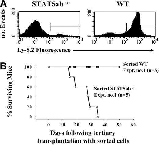 Figure 5. Analysis of engraftment and survival of Ly-5.1 hosts from experiment 1 receiving tertiary transplants of wild-type and STAT5ab-/- BM cells. (A) BM cells that were harvested from 2 Ly-5.2 wild-type and 2 STAT5ab-/- mice were serially transplanted into lethally irradiated Ly-5.1 recipients. Some of the mice that received secondary transplants were killed, and the BM was injected into lethally irradiated Ly-5.1 tertiary hosts. The mice were bled 30 weeks following tertiary transplantation, and the peripheral blood leukocytes were analyzed by FACS for the expression of Ly-5.2 or Ly-5.1. The percentage of donor Ly-5.2+ cells for representative recipients of wild-type (WT) or STAT5ab-/- BM cells is shown on the x-axis. Gates were defined on the basis of the forward and side scatter characteristics for total viable nucleated cells. (B) Because the engraftment levels were low in tertiary recipients of STAT5ab-/- BM cells, the BM cells from the remaining mice that received secondary transplants were collected and sorted for Ly-5.2+ cells. These cells were then injected into lethally irradiated Ly-5.1 hosts, and survival of recipient mice was determined by monitoring mice daily. Shown are the percentages of the total number of mice surviving (y-axis) at the particular time following tertiary transplantation (x-axis).