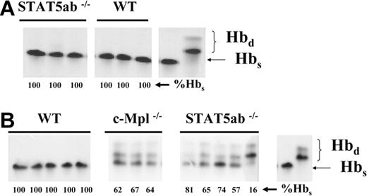 Figure 6. Analysis of engraftment of HW80 hosts from experiments 2 and 3 receiving tertiary transplants of wild-type, STAT5ab-/-, or c-Mpl-/- BM cells. BM cells harvested from 2 wild-type C57BL/6 (Hbs) and 2 STAT5ab-/- (Hbs) mice were serially transplanted into lethally irradiated HW80 recipients (Hbd) for both experiment 2 (A) and experiment 3 (B). Twelve weeks following tertiary transplantation, mice were bled, and the red blood cells were analyzed by hemoglobin electrophoresis for the relative contribution of Hbs and Hbd to the peripheral blood engraftment. In addition to the STAT5ab-/- and wild-type BM grafts, experiment 3 also included mice receiving c-Mpl-/- BM cells collected from 2 donor mice. Shown on the right of all sets of gels are positive controls for the Hbs and Hbd bands. The %Hbs for each individual mouse is shown below each lane.