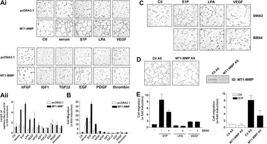 Figure 1. MT1-MMP induces morphogenic differentiation and endothelial cell migration in cooperation with serum factors. (A) BAECs were transfected with empty vector (pcDNA3.1) or with an MT1-MMP construct and allowed to recover for 40 hours. (i) Transfected cells were plated on Matrigel in serum-free media and were either left unstimulated or were stimulated with either 10% serum (BCSi), 1 μM S1P, 10 μM LPA, 50 ng/mL VEGF, 20 ng/mL bFGF, 20 ng/mL IGF-1, 20 ng/mL TGF-β2, 20 ng/mL EGF, 20 ng/mL PDGF, or 1 U/mL thrombin. Original magnification, × 50. (ii) Formation of capillary-like structures was recorded after 6 hours and quantified using a computer-based program. Results are expressed as x-fold induction ± SD of nonstimulated control (Ctl) and are the means of 3 different experiments. (B) Transfected BAECs were subjected to migration assay for 3 hours in serum-free media containing either 10% serum (BCSi), 1 μM S1P, 10 μM LPA, 50 ng/mL VEGF, 20 ng/mL bFGF, 20 ng/mL IGF-1, 20 ng/mL TGF-β2, 20 ng/mL EGF, 20 ng/mL PDGF, or 1 U/mL thrombin. Cell migration was quantified using a computer-based program. Data are expressed as x-fold induction ± SD of nonstimulated control (Ctl). Results are the means of 3 independent experiments. (C) HUVECs were pretreated for 2 hours with BB94 (5 μM) or dimethyl sulfoxide (DMSO). Cells were then harvested and plated on Matrigel in serum-free media containing either 1 μM S1P, 10 μM LPA, or 50 ng/mL VEGF. A representative of 2 independent experiments is shown. Original magnification, × 50. (D) HUVECs were treated with human MT1-MMP antisense (MT1-MMP AS) or control oligonucleotides (Ctl AS) for 72 hours. Cells were plated on Matrigel in serum-free media containing 1 μM S1P. A representative of 2 independent experiments is shown. Original magnification, × 50. The inhibition of MT1-MMP expression after 72 hours of antisense oligonucleotide treatment was monitored by Western blotting. TD indicates immunodetection. (E) (Left) HUVECs were pretreated for 2 hours with BB94 (5 μM) or DMSO and allowed to attach to filters. The medium in the lower chambers was then replaced with serum-free media containing either 1 μM S1P, 10 μM LPA, or 50 ng/mL VEGF and were incubated for 3 hours. (Right) HUVECs were treated with human MT1-MMP antisense (MT1-MMP AS) or control oligonucleotides (Ctl AS) for 72 hours and submitted to migration assay for 3 hours in the presence of 1 μM S1P. Cell migration was quantified as described and data are expressed as x-fold induction ± SD of nonstimulated control (Ctl). Results are the means of 2 independent experiments.