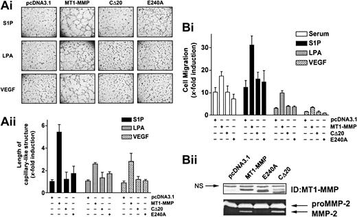 Figure 2. S1P-, LPA-, and VEGF-induced MT1-MMP–dependent morphogenic differentiation and endothelial cell migration involve the catalytic activity and cytoplasmic domain of the protein. (A) BAECs were transfected with empty vector (pcDNA3.1) or with the various MT1-MMP constructs and allowed to recover for 40 hours. (i) Transfected cells were plated on Matrigel in media and stimulated with either 10% serum (BCSi), 1 μM S1P, 10 μM LPA, or 50 ng/mL VEGF. Original magnification, × 50. (ii) Formation of capillary-like structure was recorded after 6 hours and quantified using a computer-based program. Results are expressed as x-fold induction ± SD of control (pcDNA3.1) and are the means of 2 independent experiments. (B) (i) Transfected BAECs were allowed to migrate for 3 hours in media containing either 10% serum (BCSi), 1 μM S1P, 10 μM LPA, or 50 ng/mL VEGF. Cell migration was quantified as described. Data are expressed as x-fold induction ± SD of control (pcDNA3.1). Results are the means of 2 independent experiments. (ii) Forty hours after transfection, crude membrane fractions were isolated and the expression levels of MT1-MMP constructs were monitored by Western blotting using anti–MT1-MMP polyclonal antibodies. NS indicates not specific. The ability of MT1-MMP constructs to induce proMMP-2 activation was monitored by gelatin zymography.