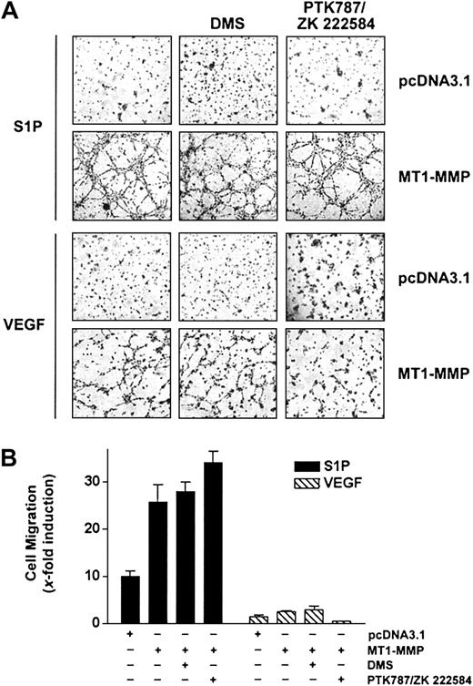 Figure 3. S1P-mediated MT1-MMP–dependent EC migration and morphogenic differentiation does not involve VEGF receptors or sphingosine kinase activity. (A) BAECs were transfected with empty vector (pcDNA3.1) or with MT1-MMP construct and allowed to recover for 40 hours. Transfected cells were allowed to adhere to Matrigel and PTK787/ZK 222 584 (1 μM), DMS (1 μM), or DMSO were added 30 minutes before the addition of 1 μM S1P or 50 ng/mL VEGF. Formation of capillary-like structures was recorded after 6 hours. A representative of 2 independent experiments is shown. Original magnification, × 50. (B) Transfected BAECs were allowed to attach to filters and were then pretreated with PTK787/ZK 222 584 (1 μM), DMS (1 μM), or DMSO (30 minutes). The medium in the lower chambers was replaced with serum-free medium containing either 1 μM S1P or 50 ng/mL VEGF and incubated for 3 hours. Cell migration was quantified and data are expressed as x-fold induction ± SD of nonstimulated control. Results are the means of 2 independent experiments.