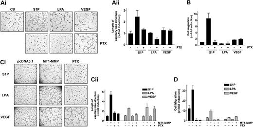 Figure 4. S1P- and LPA-stimulated MT1-MMP–dependent morphogenic differentiation and EC migration involve heterotrimeric Gi protein. (A) (i) After adhesion of HUVECs to Matrigel, PTX (10 ng/mL) was added 30 minutes before the addition of either 1 μM S1P, 10 μM LPA, or 50 ng/mL VEGF. Original magnification, × 50. (ii) Formation of capillary-like structures was recorded and quantified using a computer-based program. Data are expressed as x-fold induction ± SD of nonstimulated control. Results are the means of 2 independent experiments. (B) HUVECs were allowed to attach to filters and were pretreated with PTX (10 ng/mL) for 30 minutes. The medium in the lower chambers was then replaced with serum-free media containing either 1 μM S1P, 10 μM LPA, or 50 ng/mL VEGF and incubated for 3 hours. Cell migration was quantified using a computer-based program and data are expressed as x-fold induction ± SD of nonstimulated control. Results are the means of 2 independent experiments. (C) BAECs were transfected with empty vector (pcDNA3.1) or with MT1-MMP construct and allowed to recover for 40 hours. (i) Transfected cells were allowed to adhere to Matrigel and PTX (10 ng/mL) was added 30 minutes before the addition of 1 μM S1P, 10 μM LPA, or 50 ng/mL VEGF. Original magnification, × 50. (ii) Formation of capillary-like structures was recorded after 6 hours and quantified using a computer-based program. Data are expressed as x-fold induction ± SD of nonstimulated control. Results are the means of 2 independent experiments. (D) Transfected BAECs were allowed to attach to filters and were then pretreated with PTX (10 ng/mL, 30 minutes). The medium in the lower chambers was replaced with serum-free medium containing either 1 μM S1P, 10 μM LPA, or 50 ng/mL VEGF and incubated for 3 hours. Cell migration was quantified and data are expressed as x-fold induction ± SD of nonstimulated control. Results are the means of 2 independent experiments.
