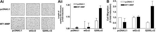 Figure 5. Cooperation between MT1-MMP and Gαi for the induction of morphogenic differentiation and EC migration. (A) BAECs were cotransfected with either an empty vector (pcDNA3.1) or an MT1-MMP construct, and with either pcDNA3.1, a constitutively active Gαi2 mutant (Gi2-Q205L), or wild-type Gαi2 and allowed to recover for 40 hours. Cotransfected cells were plated on Matrigel in serum-free medium. Original magnification, × 50. (ii) Formation of capillary-like structures was recorded after 6 hours and quantified using a computer-based program. Data are expressed as x-fold induction ± SD of control (pcDNA3.1). Results are the means of 2 independent experiments. (B) Cotransfected cells were allowed to migrate for 3 hours in serum-free medium. Cell migration was quantified. Data are expressed as x-fold induction ± SD of control (pcDNA3.1). Results are the means of 2 independent experiments.