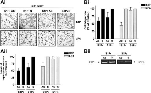 Figure 6. S1P-stimulated MT1-MMP–dependent morphogenic differentiation and EC migration proceed through S1P1 and S1P3 receptors. (A) Sixteen hours after transfection with MT1-MMP, BAECs were incubated with either S1P1 and S1P3 antisense PTOs (S1P1 and S1P3 AS) or their respective scrambled controls (S1P1 and S1P3 S; 200 nM, 24 h). (i) Cells were plated on Matrigel in serum-free media and stimulated with 1 μM S1P or 10 μM LPA. Original magnification, × 50. (ii) Formation of capillary-like structures was recorded after 6 hours and quantified. Results are expressed as a percentage of capillary-like structure formed by cells treated with S1P1 and S1P3 antisense PTOs compared with cells treated with scrambled oligonucleotides controls. Results are the means of 2 independent experiments. (B) Sixteen hours after transfection, BAECs were incubated with the S1P1 and S1P3 antisense PTOs or their respective scrambled controls, as described above. (i) Cells were allowed to migrate for 3 hours in media containing either 1 μM S1P or 10 μM. Results are expressed as a percentage of serum factor–induced cell migration of cells treated with S1P1 and S1P3 antisense PTOs compared with cells treated with scrambled oligonucleotides controls. Results are the means of 3 independent experiments.