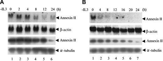 Figure 3. IL-3–dependent expression of annexin II.Baf-3 cells (A) or FL5.12 cells (B) were cultured in IL-3–free medium for the indicated times. (Top 2 panels) Northern blot analysis of total RNA (20 μg). The blot was hybridized with an annexin II cDNA probe and then rehybridized with a β-actin probe. (Lower 2 panels) Immunoblot analysis to detect annexin II and α-tubulin proteins.