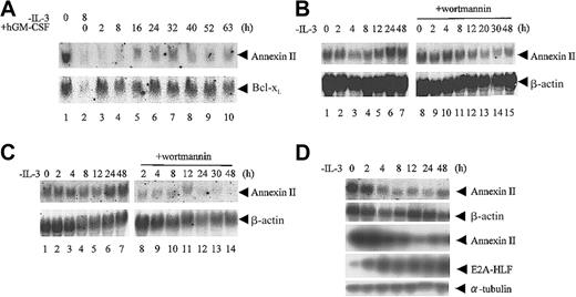 Figure 4. Pathways regulating annexin II expression in IL-3–dependent cells. (A) β544 cells were cultured in cytokine-free medium for 8 hours (lane 2) and then in medium containing hGM-CSF for the indicated times (lanes 3-10). The Northern blot was hybridized with an annexin II cDNA probe and then rehybridized with a mouse Bcl-xL cDNA probe. (B-C) Baf-3 cells expressing RasG12V (B) or RasG12V/V45E (C) under the regulation of Dex were cultured in IL-3–free medium containing 10-7 M Dex in the absence (left blots) or presence (right blots) of wortmannin (0.5 μM) for the indicated times. The Northern blots were hybridized with an annexin II cDNA probe and then rehybridized with a β-actin probe. (D) FL5.12 cells inducibly expressing E2A-HLF were cultured in IL-3–free medium containing 100 μM Zn2+ for the indicated times. (Top 2 panels) The Northern blot was hybridized with an annexin II cDNA probe and then rehybridized with a β-actin probe. (Lower 2 panels) Immunoblot analysis to detect annexin II, E2A-HLF, and α-tubulin using specific antibodies.