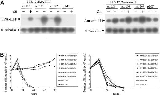 Figure 6. Effect of E2A-HLF and annexin II on the survival of FL 5.12 cells deprived of IL-3. (A) Immunoblot analysis of 3 independently established clones of G418-resistant FL5.12 cells stably transfected with pMT/E2A-HLF (left blot) or pMT/annexin II (right blot) and control cells that received the empty pMT vector. Cells were cultured in the presence or absence of zinc. E2A-HLF (left blot, top row) and annexin II (right blot, top row) and α-tubulin (both blots, bottom row) proteins were detected using specific antibodies. (B) Survival of the transfected FL5.12 cells in the absence of IL-3. Cells growing exponentially in IL-3–containing medium in the presence or absence of 100 μM Zn2+ for 16 hours were adjusted to 5 × 105 cells/mL at hour 0, and viable cell numbers were determined at the indicated times after the removal of IL-3.