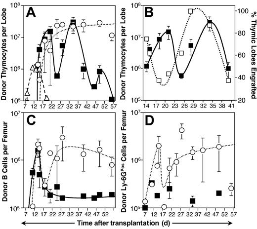 Figure 2. Kinetic analysis of engraftment following intravenous transplantation of L-selectinPos and L-selectinNeg bone marrow populations. (A) Progenitors were collected from B6-Thy-1.1-Ly-5.1 mice and transplanted intravenously into sublethally irradiated (6.5 Gy) B6 host mice. Each animal received either 103 L-selectinPos progenitors (▪), 103 L-selectinNeg progenitors (○), or 2.5 × 107 normal thymocytes (▵). Thymic lobes were collected on the days indicated and assayed by immunofluorescent staining and flow cytometry for donor-derived (Ly-5.1Pos Thy-1.1Pos) thymocytes. Thymic lobes were considered engrafted if they contained equal to or more than 105 donor-derived thymocytes. Each symbol represents the mean donor-derived thymocytes per engrafted thymic lobe observed at that time point from 6 to 18 total lobes assayed over 3 independent sorting and transplantation experiments. Error bars represent SEM. (B) Host mice receiving L-selectinPos progenitors for the experiment described in panel A were analyzed for the frequency of engrafted thymic lobes relative to the kinetics of thymocyte expansion. The figure shows the percent positive thymic lobes at each time point (right axis, □) and the mean donor-derived thymocytes per engrafted lobe (left axis, ▪). Error bars represent SEM. (C-D) Bone marrow was collected from the cohort of 62 mice given transplants with L-selectinPos progenitors (▪) and 48 mice receiving L-selectinNeg progenitors (○) for the experiment described in panel A and analyzed by immunofluorescent staining and flow cytometry to identify donor-derived cells expressing either CD19 (B cells) or Ly-6G (granulocytes and macrophages). Each symbol represents the mean donor-derived B cells (C) or Ly-6G cells (D) observed per engrafted femur at the indicated times. Error bars represent SEM. Ly-6GPos engraftment following L-selectinPos progenitor transplantation was too sporadic for a trend to be extrapolated.