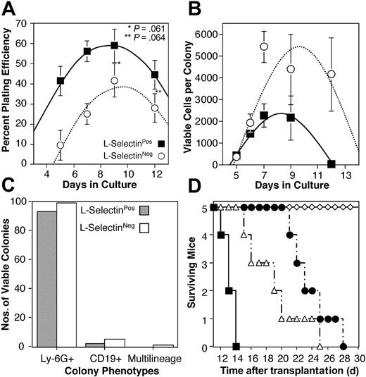 Figure 4. In vitro and rescue potentials of L-selectin subsets. (A) L-selectinNeg (○) and L-selectinPos (▪) fractions were collected and cultured in methylcellulose as described in “Materials and methods.” Colonies visible with the aid of a dissecting microscope were counted at the indicated days of culture and plotted as a percent of total cells plated. Each symbol represent the average of 4 to 8 methylcellulose plates counted over 3 replicate experiments. Error bars represent SEM. (B) Colonies formed by L-selectinNeg (○) and L-selectinPos (▪) fractions were collected, stained with PI, and analyzed by flow cytometry. Each symbol represents the average number of viable cells (PINeg) per colony analyzed at the times indicated. Eight to 24 colonies were analyzed for each data point. Data were pooled from 3 replicate experiments and error bars represent SEM. (C) Viable colonies collected for analysis in panel B were evaluated for Ly-6G and CD19 expression. Bars represent the number of colonies containing equal to or more than 30 PINeg cells that expressed either or both (multilineage) of these markers. A total of 144 colonies from L-selectinPos progenitors and 128 from L-selectinNeg progenitors were analyzed for panels B and C. (D) Lethally irradiated (13 Gy) mice were given transplants intravenously with 103 Thy-1.1Neg c-kitHi L-selectinNeg (▵) or Thy-1.1Lo c-kitHi L-selectinPos (•) progenitors, or 103 Thy-1.1Lo c-kitHi hematopoietic stem/progenitor cells (⋄), or did not receive transplants (▪).