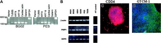 Figure 2. Verification of microarray results. (A) A subset of the genes, including 5 early differentiation markers overexpressed in all the huES cell lines by microarray, were confirmed by RT-PCR. (B) RT-PCR analysis of PSIP1 and GDF3 genes. β-actin served as internal control and reverse transcriptase (RT) as a no-enzyme negative control. (C-D) Protein expression of 2 undifferentiated markers of huES cells was confirmed by immunocytochemistry. Undifferentiated human ES cells (GE01) were cultured, fixed, and processed for immunocytochemistry using specific antibodies to CD24 and GTCM-1 (original magnification, × 20).