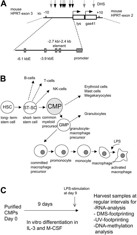 Figure 1. Experimental outline. (A) Map of the chicken lysozyme locus (+10 kb to -10 kb relative to the transcription start) and its position in the mouse X-chromosome. The clys and the gas41 gene in the transgene are indicated as white boxes. The direction of transcription is depicted as a horizontal arrow. DNaseI hypersensitive sites (DHS) observed in macrophages are indicated as vertical arrows, with black arrows indicating the position of cis-regulatory elements. Cis-elements are depicted as gray boxes, with E standing for enhancer. (B) Schematic outline of macrophage differentiation. (C) Experimental strategy.