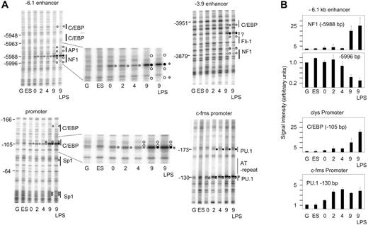 Figure 3. Stable transcription factor complex formation and high-level clys gene expression are late events in macrophage differentiation. (A) In vivo DMS footprinting experiment analyzing transcription factor occupancy during in vitro differentiation (day 0 to day 9 and after LPS stimulation of day-9 cells) at clys cis-regulatory elements and the c-fms promoter as indicated. G indicates DMS-treated naked genomic DNA; ES, DNA prepared from lysozyme nonexpressing transgenic mouse ES cells. The nature and the position of transcription factor binding sites are indicated. Protection from methylation at G(N7) is indicated as a white circle, enhancement of DMS reactivity is indicated as a black circle, and weak enhancement is indicated as a gray circle. (B) Quantification of signals from selected bands (indicated by asterisks) of the gels depicted in panel A. The numbers represent the mean values and standard deviations of quantifications from 2 independent experiments and 2 separate gels, respectively.