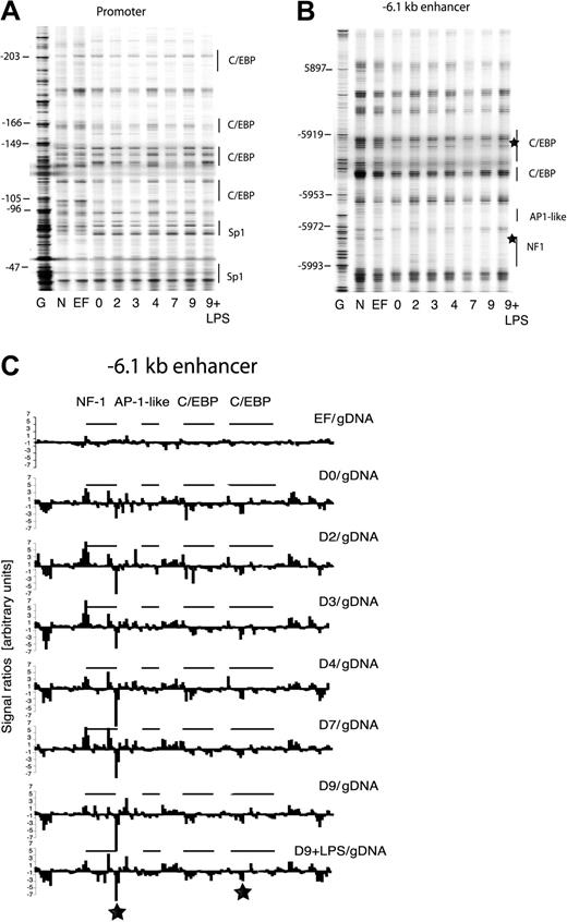Figure 4. Chromatin fine structure at the chicken lysozyme locus is reorganized prior to the onset of gene expression and the formation of stable transcription factor complexes. (A) UV photofootprinting experiment examining alterations in UV-dimer formation frequency with the clys promoter. The gels shown are representative of 2 independent experiments and 2 separate gels, respectively. G indicates DMS-treated naked genomic DNA; N, UV-treated naked genomic DNA; and EF, freshly prepared embryonic fibroblasts from transgenic mice. (B) UV photofootprinting of the -6.1 kb enhancer. The gels shown are representative of 2 independent experiments and 2 separate amplifications, respectively. (C) Quantification of bands from the gel depicted in panel B. The band intensity at each nucleotide position was divided by the band intensity of naked DNA and the ratio plotted as described previously.11 The nature and the position of transcription factor binding sites are indicated. The asterisk marks the position of extensive alterations in UV-dimer formation in differentiating cells as compared to naked DNA and EFs.
