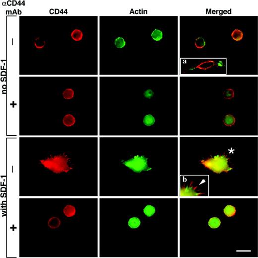 Figure 5. CD44 is localized to the edge of SDF-1–induced cell protrusions in HPCs adhered to HA. Enriched CB CD34+ cells were plated on HA-coated coverslips, either untreated (top and second rows) or exposed to a uniform SDF-1 concentration of 200 ng/mL (third and bottom rows) following incubation with or without anti-CD44 (αCD44) mAb (- and +, respectively). After washing, the adherent cells were fixed, permeabilized, and indirectly labeled with antihuman CD44 mAb (red) and FITC-phalloidin (green) to detect polymerized actin. Bar = 10 μm. Insert “a” demonstrates a merged image (reduced 3-fold) of a polarized untreated cell with basal level of short filamentous structures, which are densely labeled by anti-CD44 mAb. Insert “b” shows the 2-fold enlarged region indicated by an asterisk. The arrow is pointing to the intense staining of CD44 at the edge of an SDF-1–induced protrusion.