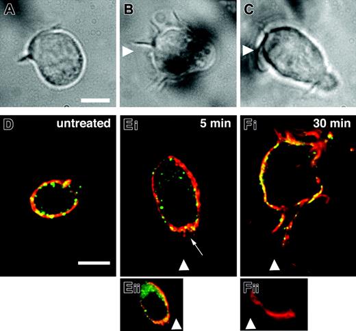 Figure 6. CD44 is localized to the leading edge of polarized human HPCs migrating toward SDF-1. CB-derived CD34+ cells were plated on HA coverslips and allowed to adhere for 30 minutes. Cell movement was recorded as described in “Materials and methods.” The position of SDF-1 source is indicated by arrowheads. (A-C) Phase contrast microscopy of untreated cells (A), cells stimulated with polarized source of SDF-1 (B), and cells treated with anti-CD44 mAb F10-44-2 and stimulated with polarized source of SDF-1 (C). (D-F) Cells treated as above were fixed 5 and 30 minutes after exposure to polarized source of SDF-1 and indirectly immunolabeled with antihuman CD44 mAb (red) and anti-CXCR4 mAb (green). Projected images of consecutive optical sections through the cell volume are shown. An arrow is pointing to the fine CD44-positive protrusions at the direction of SDF-1. Panels Eii and Fii are images obtained from a single optical plane close to the HA-coated surface of cells depicted in panels Ei and Fi, respectively, showing preferential CD44 (red) localization to the leading edge (original magnification, × 160 for panels Eii and Fii). In panel Fii, only part of the membrane located at the cell front is labeled by anti-CD44. Bars = 5 μm.