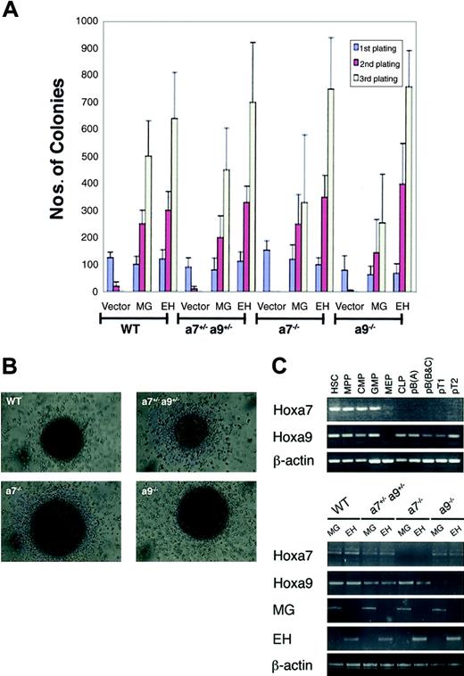 Figure 2. In vitro transformation of Hox-deficient hematopoietic progenitors byMLL-GAS7. (A) HPTAs using various MSCV retroviruses encoding MLL-GAS7 (MG), E2A-HLF (HF), or vector alone were performed on progenitors harvested from wild-type, Hoxa7-/-, Hoxa9-/-, and Hoxa7+/-Hoxa9+/- mice. Bar charts represent the average number of colonies obtained in each round of methylcellulose plating in 3 different independent assays. Error bars indicate SD. (B) Blast-type morphology of colonies induced by MLL-GAS7 in progenitors derived from different Hox-deficient genetic backgrounds. (C) RT-PCR analysis of Hoxa7 and Hoxa9 expression in normal and transformed hematopoietic cells. (Top) Differential expression of Hox genes in highly purified populations of hematopoietic stem cells and progenitors. (Bottom) Appropriate expression of Hox and fusion transcripts in transformed cells. Transcripts are listed to the left; progenitor genotypes and transduced genes are indicated above the lanes.