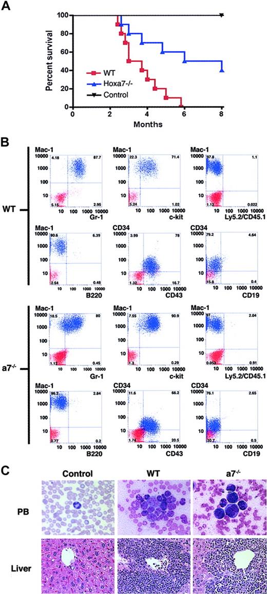 Figure 3. Hoxa7-/- cells transformed by MLL-GAS7 induce AML in mice.(A) Survival curves are shown for cohorts (n = 10) of mice injected with MLL-GAS7-transformed cells derived from wild-type (red) and Hoxa7-/- (blue) bone marrow or mock injected controls (black). (B) Phenotypic analysis of leukemic blasts resulting from MLL-GAS7 transduction of wild-type and Hoxa7-/- progenitors. Blue profiles represent FACS staining obtained with antibodies specific for the indicated cell surface antigens. Red profiles represent unstained controls or staining obtained with isotype control antibodies. (C) Histologic analysis of tissues from mice injected with MLL-GAS7-transformed wild-type or Hoxa7-/- cells. Original magnifications for peripheral blood and livers × 1200 and × 40, respectively.