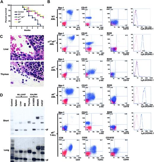 Figure 4. Absence of Hoxa7 or Hoxa9 influences the latency, penetrance, and phenotype of MLL-GAS7 AML. (A) Survival curves are shown for cohorts (n = 10) of mice that received transplanted MLL-GAS7-transduced c-Kit+ bone marrow cells derived from wild-type (blue), Hoxa7+/-Hoxa9+/- (green), Hoxa7-/- (pink), or Hoxa9-/- (yellow) mice, or nontransduced wild-type bone marrow cells (black). (B) Typical phenotypic analysis of leukemic blasts from mice that underwent transplantation with transduced wild-type (n = 6), Hoxa7+/-Hoxa9+/- (n = 4), Hoxa7-/- (n = 4), and Hoxa9-/- (n = 4) progenitors. Blue profiles represent FACS staining obtained with antibodies specific for the indicated cell surface antigens. Red profiles represent unstained controls or staining obtained with isotype control antibodies. (C) Histologic analysis of tissues from a mouse that developed T-ALL after transplantation with MLL-GAS7-transduced Hoxa9-/- cells. Original magnification × 1200. (D) TCR gene rearrangement studies of tissues from mice with T-ALL. Thymocytes from normal and E2A-PBX1 transgenic mice were used as negative and positive controls, respectively. Numbers above the positive control lanes refer to sample numbers of the E2A-PBX1 transgenic mice.36 Short and long exposures are shown in upper and lower panels, respectively. gl indicates germline configuration of the TCRβ gene.