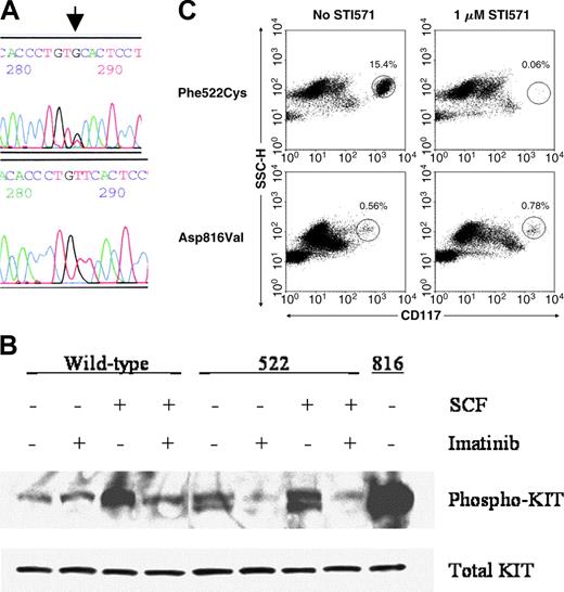 Figure 1. Demonstration of the Phe522Cys c-kit mutation and its functional analysis. (A) Direct sequencing of codon 522 of c-kit cDNA synthesized from bone marrow aspirate cells. Arrow denotes the T>G point mutation. Upper panel, patient; lower panel, healthy control. (B) Western blot analysis of phosphorylated Kit protein in Cos-7 cells transfected with wild-type, Phe522Cys, or Asp816Val mutants of Kit incubated with or without SCF and 1 μM imatinib mesylate. (C) In vitro sensitivity of the patient's bone marrow aspirate mast cells to 1 μM imatinib mesylate after 8 days of culture (top row) compared to those of a patient with a codon 816 c-kit mutation (bottom row). The circled populations represent mast cells, with their percentage denoted above the circle.