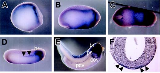 Figure 1. Localization of HGF expression by whole-mount in situ hybridization. (A) Lateral view of stage-14 embryo. HGF is detected in the head mesenchyme and neuroblasts. (B and C) Lateral and ventral view, respectively, of stage-20 embryo. HGF is expressed in the branchial arches and ventral region. Ventral expression of HGF forms a V-shaped pattern. (D) Lateral view of stage-24 embryo. Ventral expression of HGF is decreased. Staining is evident in the branchial arches and dorsolateral plate (DLP) mesoderm (black arrowheads). (E) Lateral view of stage-36 embryo. HGF is detected in the branchial arches, embryonic vasculature (common cardinal vein, posterior cardinal vein, and pronephric sinus), and heart. (F) Transverse section of stage-20 embryo. HGF staining is present in the mesoderm layer beneath the ectoderm (black arrowheads). br indicates branchial arches; ccv, common cardinal vein; h, heart; pcv, posterior cardinal vein; and ps, pronephric sinus.