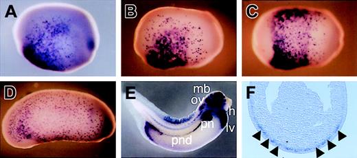 Figure 2. Localization of c-met expression by whole-mount in situ hybridization. (A) Lateral view of stage-16 embryo. c-met expression is detected in the ventral region (with the exception of the region behind the prospective cement gland) in a salt-and-pepper fashion and in the ectoderm in a mosaic fashion. (B and C) Lateral and ventral view, respectively, of stage-17 embryo. c-met staining increases as development proceeds. (D) Lateral view of stage-23 embryo. c-met expression is maintained in the ectoderm but decreased in the dorsal mesoderm. (E) Lateral view of stage-36 embryo. c-met is detected in the liver, midbrain, otic vesicle, pronephric tubules, pronephric duct, heart, and posterior mesoderm near the anus. ccv indicates common cardinal vein; h, heart; lv, liver; mb, midbrain; ov, otic vesicle; pn, pronephric tubules; and pnd, pronephric duct. (F) Transverse section of stage-17 embryo. c-met staining is present in the mesoderm layer beneath the ectoderm (black arrowheads).
