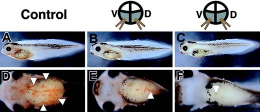 Figure 3. Decrease in red blood cells induced by overexpression of truncated c-met mRNA. Tadpoles are stained with o-dianisidine, which demonstrates cells containing hemoglobin (white arrowheads). (A-C) Lateral views. (D-F) Ventral views. (A,D) Stained cells are detected in the heart and vitelline veins of a control tadpole injected with LacZ mRNA, but are rare in tadpoles injected with truncated c-met mRNA (B,C,E-F).