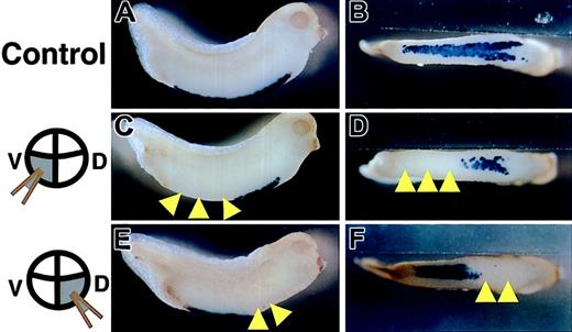 Figure 4. Inhibition of expression of α-globin by overexpression of truncated c-met mRNA. Stage 33/34 embryos were stained for α-globin RNA by in situ hybridization. (A,C,E) Lateral views. (B,D,F) Ventral views. Embryos were injected at the 8-cell stage with either (A-B) LacZ mRNA into 2 ventral-vegetable blastomeres (control), (C-D) truncated c-met mRNA into 2 ventral-vegetable blastomeres, or (E-F) truncated c-met mRNA into 2 dorsal-vegetable blastomeres. Yellow arrowheads indicate the absence of α-globin expression, compared with control.