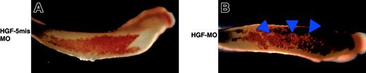 Figure 5. Suppression of α-globin expression by injection of morpholino antisense HGF oligonucleotides (HGF-MO). Embryos were injected with either (A) HGF-MO or (B) HGF-5misMO (control) into 2 blastomeres at the 2-cell stage. Blue arrowheads indicate the heterogeneous α-globin expression in the VBI.