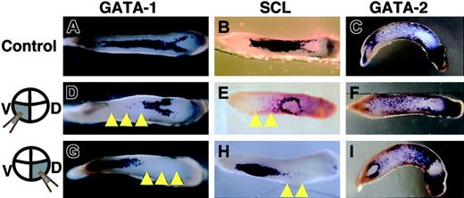 Figure 6. Expression pattern of GATA-1, SCL, and GATA-2 shown by in situ hybridization. (A-C) Control embryos injected with LacZ mRNA into 2 ventral-vegetable blastomeres. Embryos injected with truncated c-met mRNA into (D-F) 2 ventral-vegetable blastomeres or (G-I) dorsal-vegetable blastomeres. (A,D,G) Expression of GATA-1 at stage 32/33. (B,E,H) Expression of SCL at stage 30/31. (C,F,I) Expression of GATA-2 at stage 30/31. Yellow arrowheads indicate absence of expression of these genes. Anterior is right for all embryos.