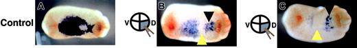 Figure 7. Expression pattern of SCL in experimental embryos at stage 23 shown by in situ hybridization. Embryos were injected with either (A) LacZ mRNA (control) or (B-C) truncated c-met mRNA into 2 dorsal-vegetable blastomeres. Yellow arrowheads indicate the absence of SCL expression. Black arrowheads indicate groups of endothelial precursor cells. Anterior is right for all embryos.
