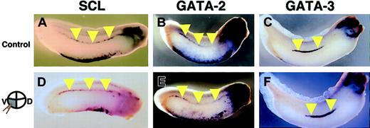 Figure 8. Expression pattern of SCL, GATA-2, and GATA-3 in AGM shown by in situ hybridization. Embryos were injected with either (A-C) LacZ (control) or (D-F) truncated c-met mRNA into 2 ventral-vegetable blastomeres. (A,D) SCL expression at stage 30/31. (B,E) GATA-2 expression at stage 30/31. (C,F) GATA-3 expression at stage 33. Yellow arrowheads indicate expression of these genes in DLP.
