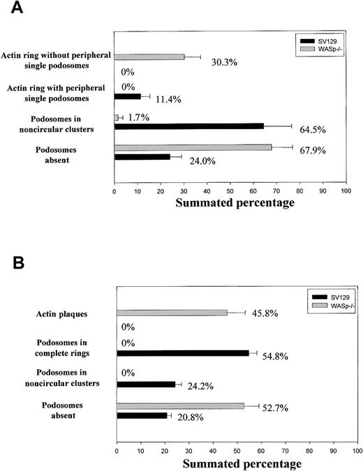 Figure 1. Organization of actin cytoskeleton in normal and WASp-/- osteoclasts. Bone marrow osteoclasts were derived on glass coverslips (A) or bone slices (B), fixed with 3% paraformaldehyde, and permeabilized with 0.05% Triton X-100, and the presence of actin filaments and vinculin was detected by immunofluorescence. We quantified the percentage of cells displaying each of the identified arrangements of actin filaments in 100 cells per experiment. The graphs illustrate the mean percentage of cells ± SD from 3 experiments.