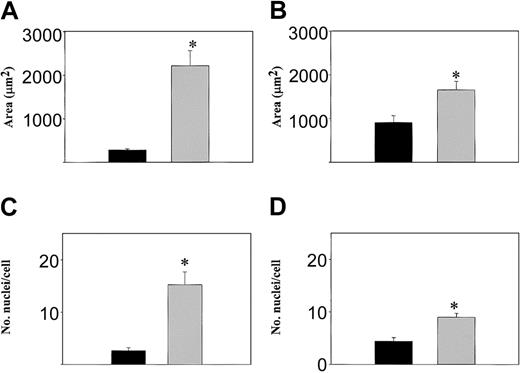 Figure 4. Increased cell size and number of nuclei per cell in WASp-/- osteoclasts. The area of spreading (A, B) and the number of nuclei per cell (C, D) was quantified on normal (▪) and WASp-null (▦) osteoclasts derived on glass coverslips (A, C) or bone slices (B, D). Cells were fixed and stained with Alexa 468-conjugated phalloidin and propidium iodide. Graphs express the mean ± SEM values from 3 experiments. *P < .05 (Student t test).