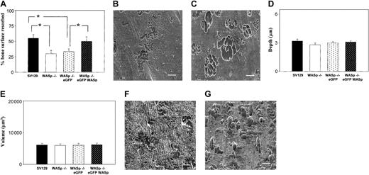 Figure 10. Bone resorption in vitro of normal, WASp-null osteoclasts, and WASp-null osteoclasts transduced with eGFP or eGFP-WASp. Bone resorption of normal (SV129), WASp-null (WASp-/-) cells, WASp-null cells expressing eGFP (WASp-/-eGFP), or WASp-null cells expressing eGFP-WASp (WASp-/-eGFP WASp) was assessed at day 10 after plating osteoclast precursors on bone slices. Bone slices were removed from wells, immersed in 10% NaOCl for 10 minutes to remove cells, washed in distilled water, dried, and sputter-coated with gold. The extent of bone resorption was quantified according to the following parameters: percent of bone surface resorbed (A) and depth and volume of the excavated regions (D and E, respectively). Both normal (C) and WASp-null osteoclasts (B) formed complex pits consisting of multiple component excavations, however, the number of individual components in complex pits was greater in WASp-null cultures. Expression of eGFP-WASp in WASp-/- cells (G) but not expression of eGFP alone (F) reconstituted the normal morphology of the pits. The graphs illustrate the mean percentage of osteoclasts ± SD from 3 experiments. *P < .05 (Student t test). Bar, 50 μm.