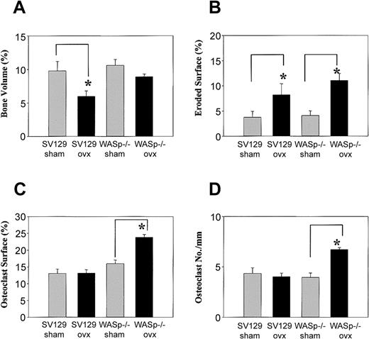 Figure 11. WASp-null osteoclasts are defective in bone resorption in vivo. Weight-matched 22-week-old WASp-null and SV129 wild-type mice were ovariectomized (ovx) or sham ovariectomized (sham). Animals were culled 15 days after ovariectomy, then femurs were removed from each animal, freed of soft tissue, and fixed in 10% formalin in PBS and embedded in paraffin wax. Sections were stained with either toluidine blue for assessment of bone volume (A), eroded surface (B), or TRAP to quantify the percentage of bone area occupied by osteoclast surface (C) and osteoclast number per millimeter (D). The graphs represent the mean ± SEM values. *P < .05 (Student t test) compared to sham-ox.