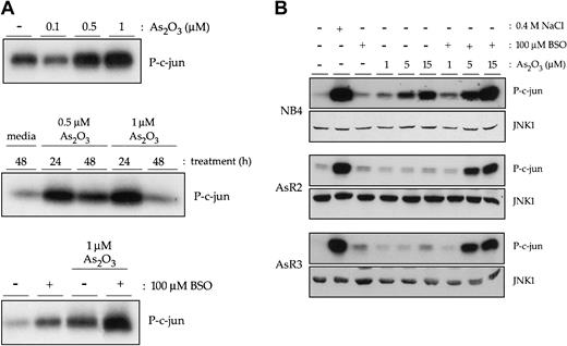 Figure 1. Arsenic trioxide induces JNK1 activation in NB4 cells. (A) Immune complex kinase assays to measure JNK1 activity were performed with extracts from NB4 cells treated with 0.1 μM, 0.5 μM, or 1 μM As2O3 for 24 hours (top panel). Those doses that induced JNK activity were used in treatments carried out over longer time points (middle panel). Finally, JNK activity induced by a 16-hour treatment with 1 μM As2O3 following a 24-hour pretreatment with 100 μM BSO was measured in NB4 cells. (B) NB4, AsR2, and AsR3 cells were treated for 16 hours with a range of doses of As2O3 alone or in combination with BSO. Western blots of whole cell extracts were also performed to detect total JNK1 levels.